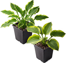 Hosta (2 Pack) - Grower'S Choice Assorted Varieties, Live Shade Perennial, 10" T picture