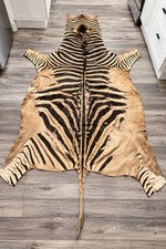 Vintage Burchell’s Zebra Hide Rug 9 Ft South Africa Genuine Skin Safari Decor picture