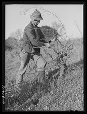 Sonoma County California 1942 Man Pruning Grape Vines in Wine Vineyard picture