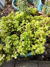 Wholesale Lot 20 ($30+ Value  Odgon Sedum.Very Easy Grower & Multiples Quickly! picture