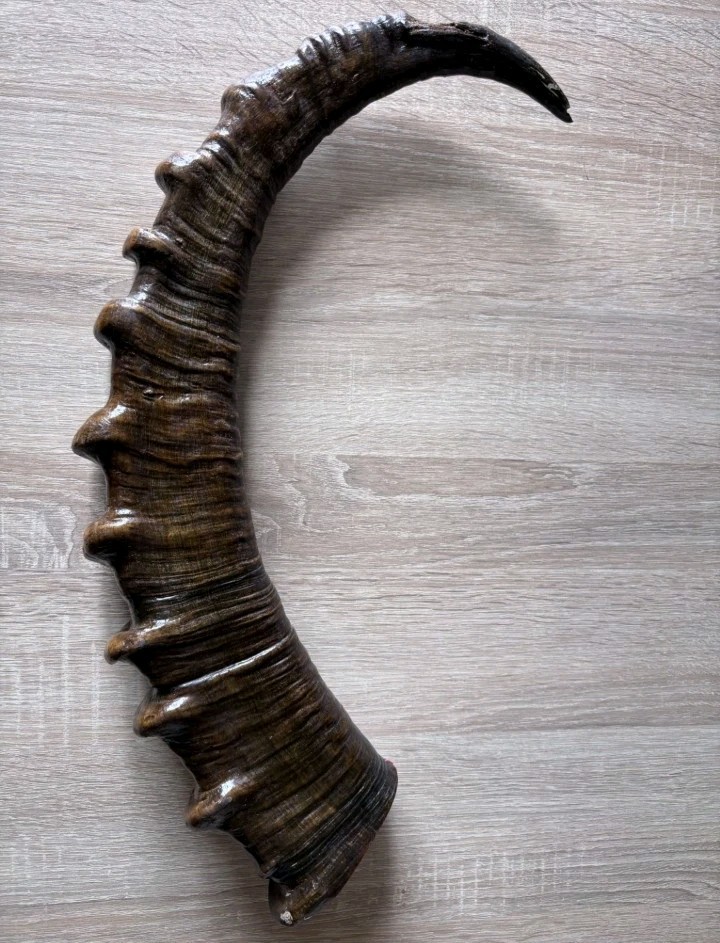Mountain Goat Horn Hunting Trophy Taxidermy