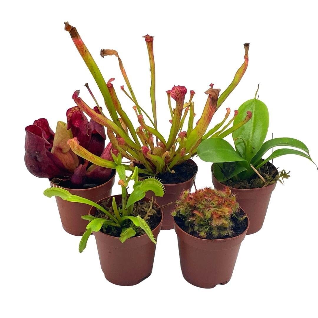 Carnivorous Plant Assortment Set, 5 Live Different Potted Plants in 2 inch Pots Carnivorous Plant Assortment Set, 5 Live Different Potted Plants in 2 inch Pots