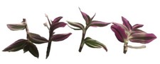 4 Pink White Green  5 Inch Tradescatia Nanouk Cuttings Houseplant Indoor Plant picture