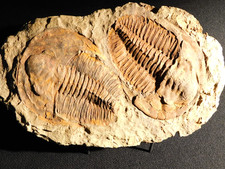 wOw TWO Big! Museum Andalusiana TRILOBITE Fossils From Anif Morocco 1808gr picture