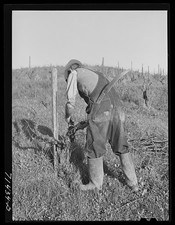 Photo:Sonoma County California 1942 Pruning Grape Vines at Wine Vineyard picture