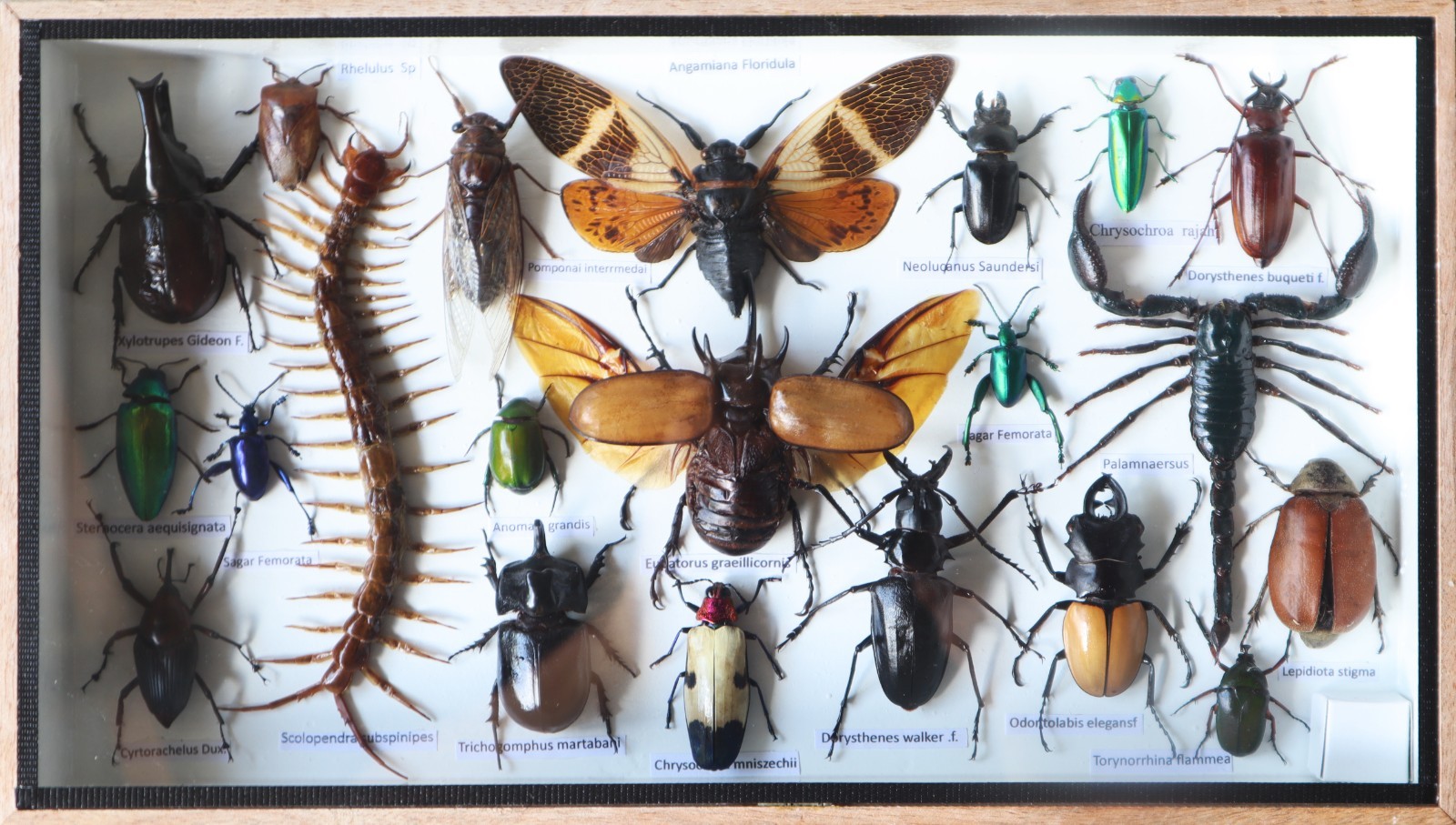 Real Insect Taxidermy Collection Mixed Specimens In Wooden Box Display Real Insect Taxidermy Collection Mixed Specimens In Wooden Box Display