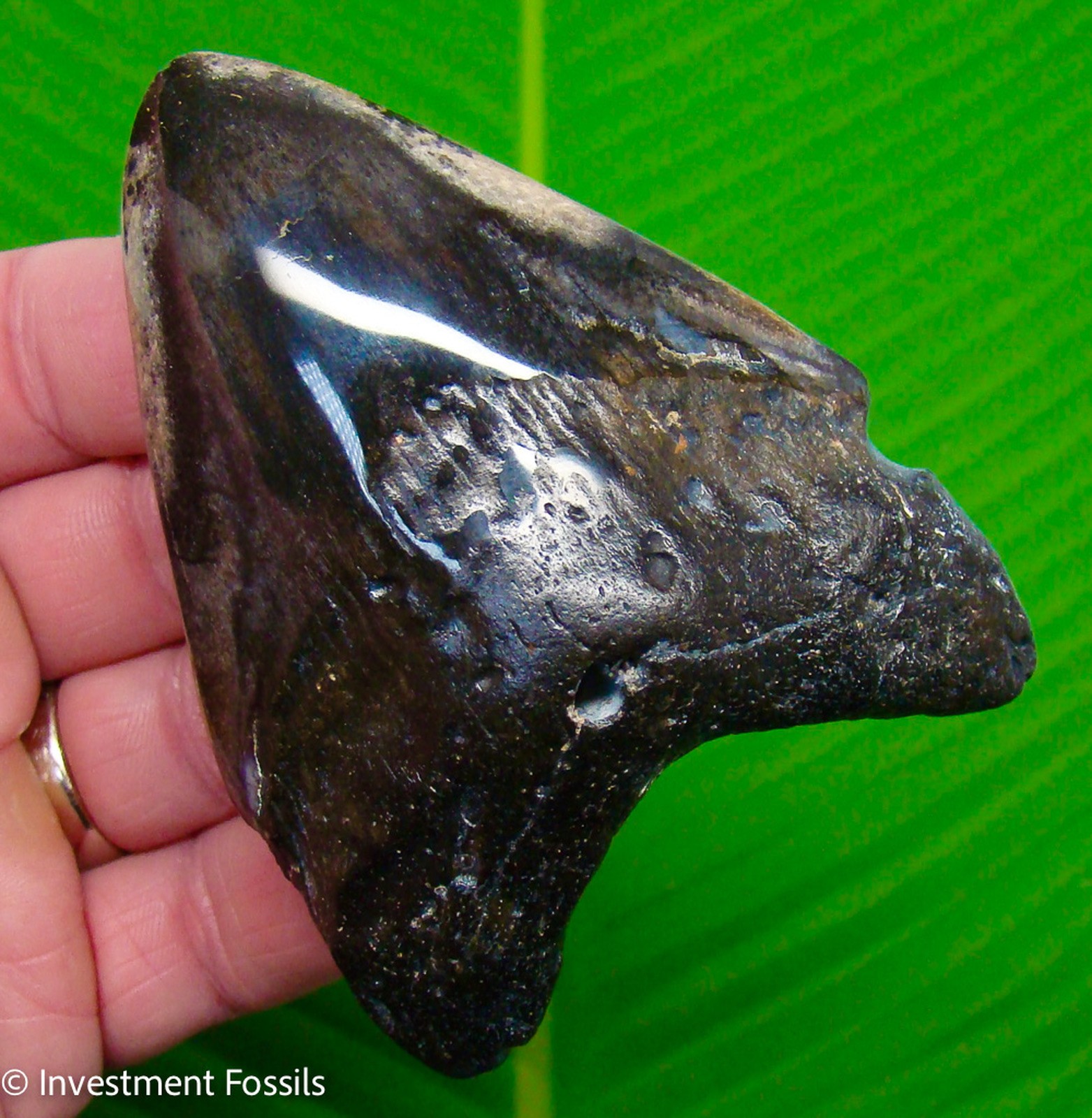 Megalodon Shark Tooth Real Fossil 3.79” No Restorations sharks teeth Megalodon Shark Tooth Real Fossil 3.79” No Restorations sharks teeth
