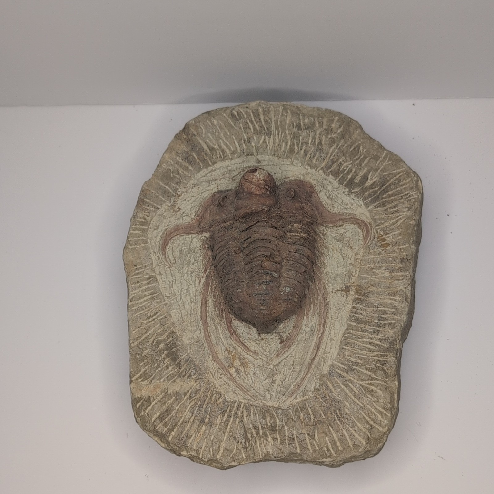 Trilobite Fossil Specimen in Matrix, Approx.  7'x5'