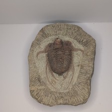 Trilobite Fossil Specimen in Matrix, Approx.  7'x5' picture