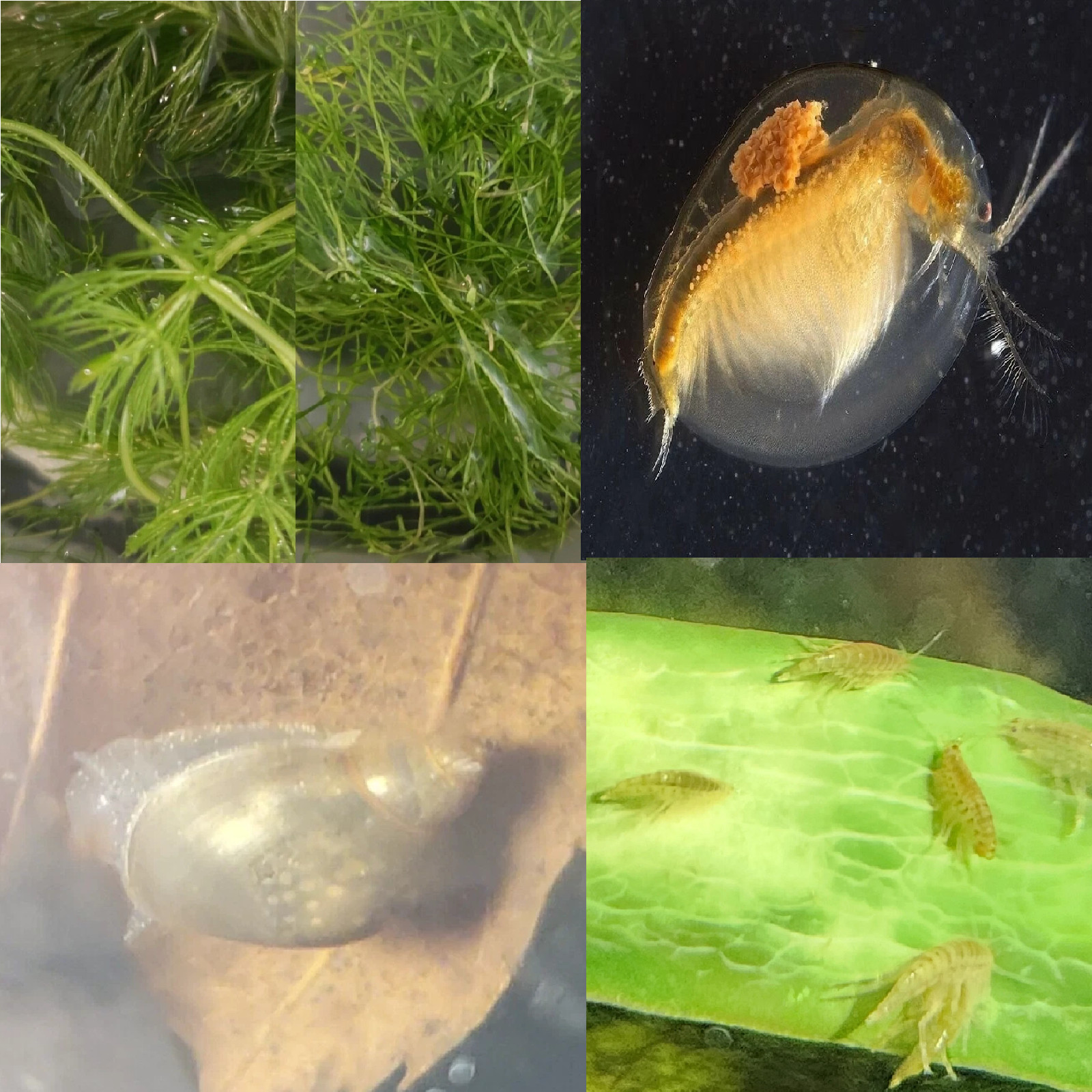 Complete Freshwater Micro-Ecosystem Starter Kit (5 Live Species) Complete Freshwater Micro-Ecosystem Starter Kit (5 Live Species)