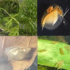 Complete Freshwater Micro-Ecosystem Starter Kit (5 Live Species) picture