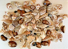 Assorted Mixed Seashells Sea Shells Best Price US Seller FREE Ship! picture