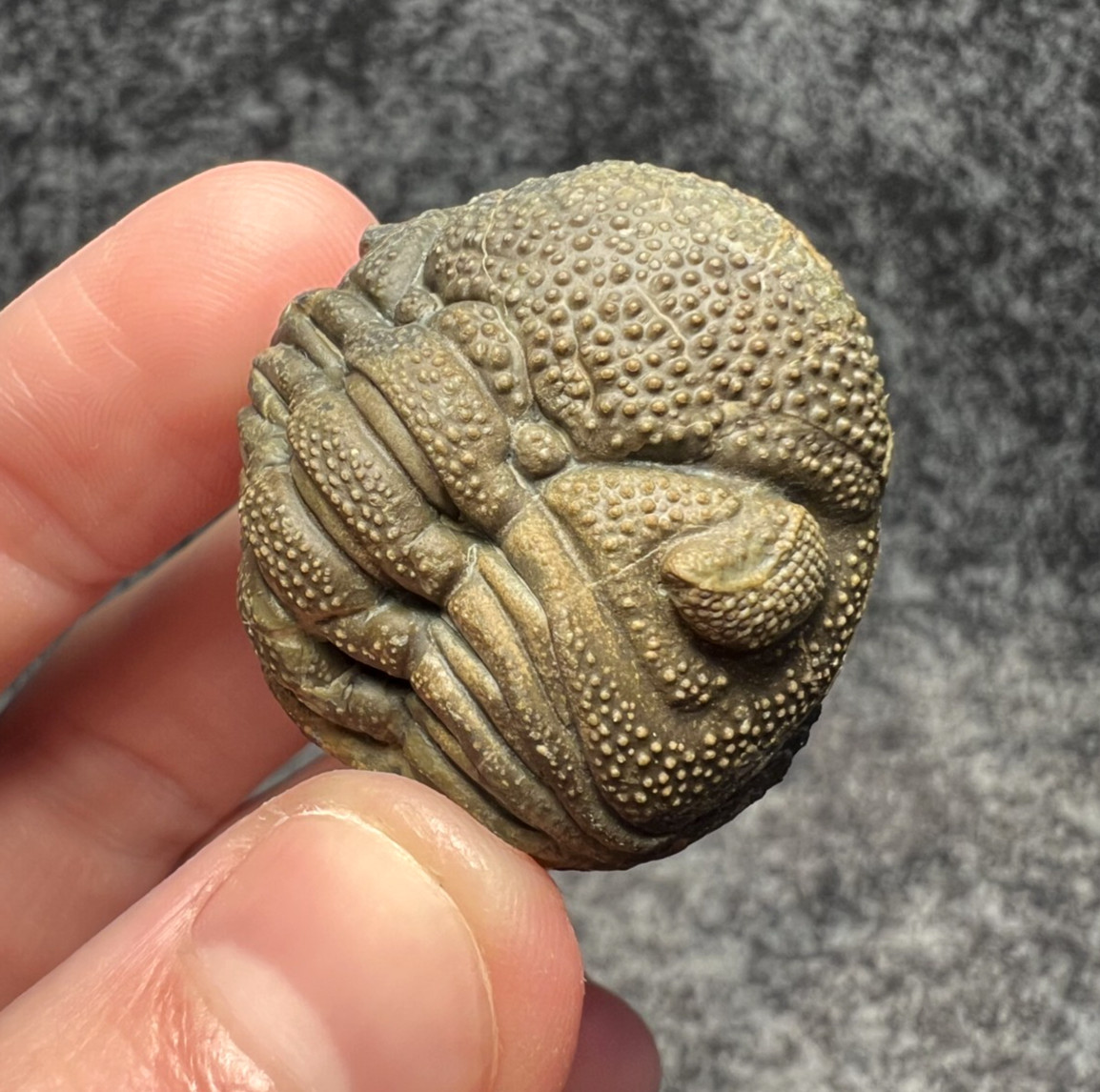 Moroccops sp. Trilobite Fossil – Excellent Natural Detail ✅ Moroccops sp. Trilobite Fossil – Excellent Natural Detail ✅