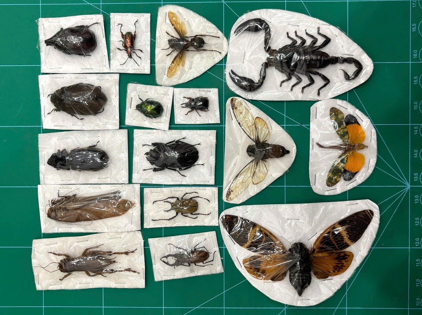 15 Beetle Insects Bugs Real Taxidermy Butterflies Cicadas Dried Oddities Decor 15 Beetle Insects Bugs Real Taxidermy Butterflies Cicadas Dried Oddities Decor