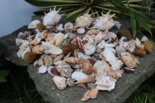 Huge Lot of Seashells 5+ LBS Sea Shells Best Price! Free Ship!  picture