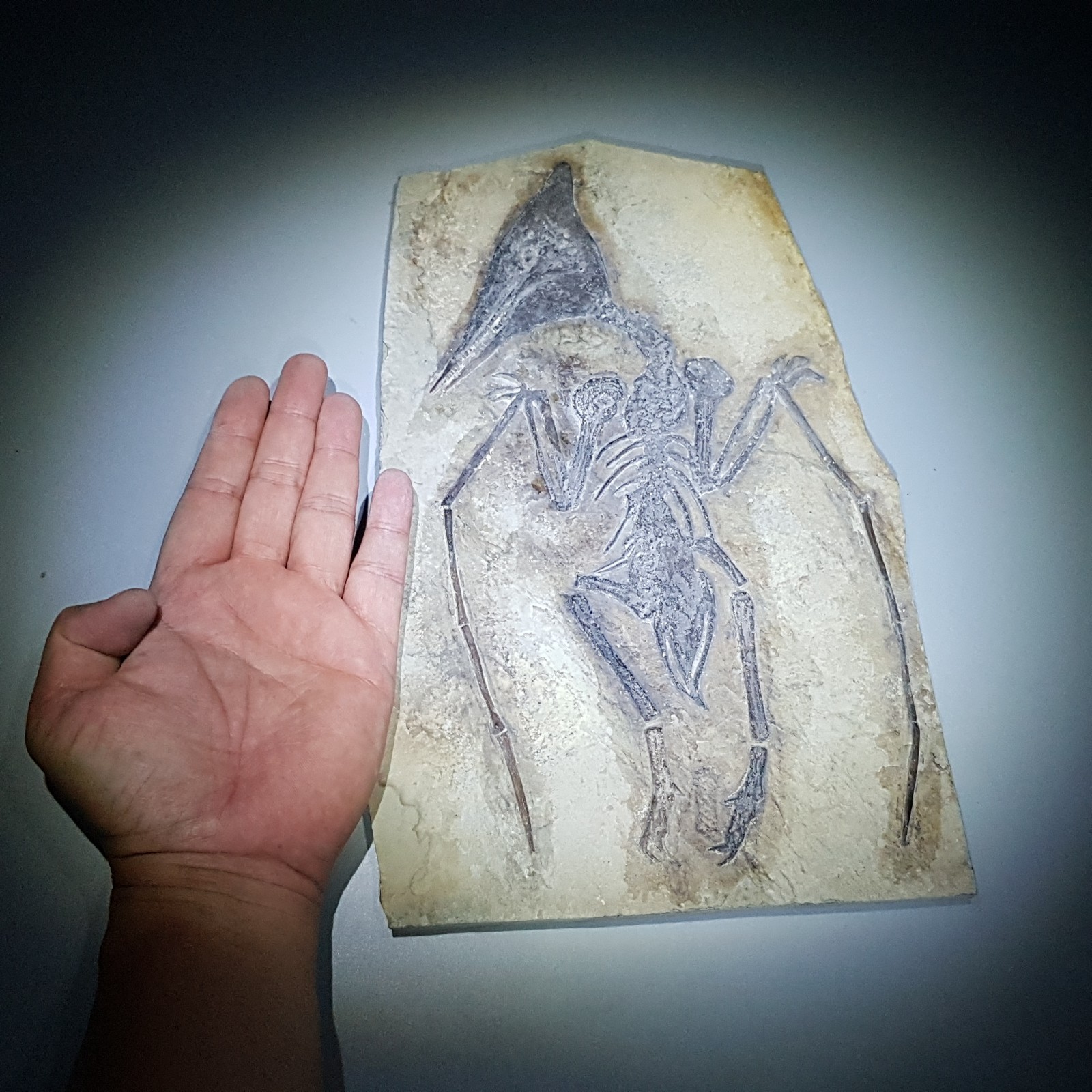 Dinosaur Fossil Pterosaur Flying Bird Reptile Jurassic World Bone Teeth Claw Pg Dinosaur Fossil Pterosaur Flying Bird Reptile Jurassic World Bone Teeth Claw Pg