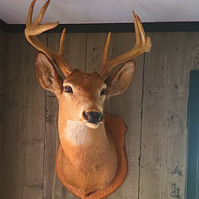 Whitetail Deer Head Antlers 7-Point Buck Taxidermy Mount  Vintage picture