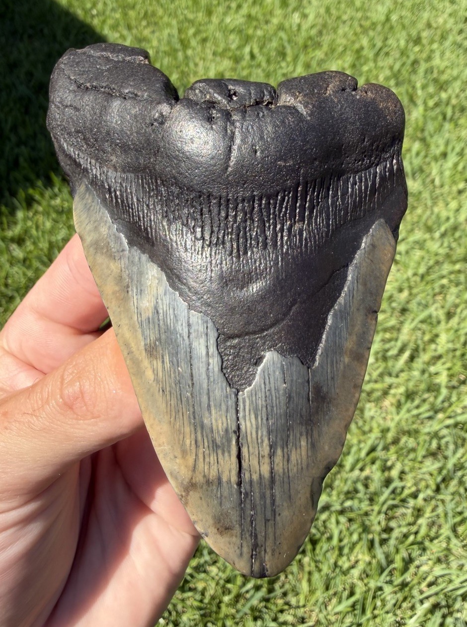 Unique 4.70” Megalodon Shark Tooth Fossil Real Shark Teeth No Restoration Unique 4.70” Megalodon Shark Tooth Fossil Real Shark Teeth No Restoration