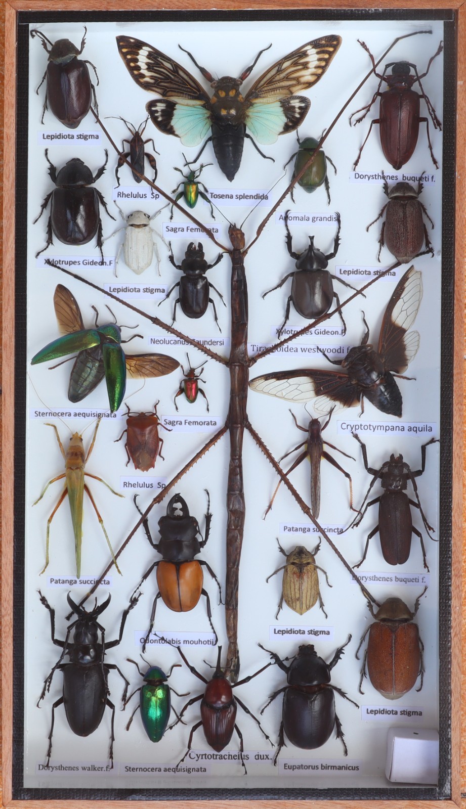Stick Insect Taxidermy Display Case Mixed Insects Wood Glass Shadow Box 14x8X1.5 Stick Insect Taxidermy Display Case Mixed Insects Wood Glass Shadow Box 14x8X1.5