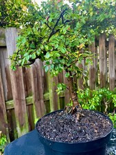 CHINESE ELM  Pre-Bonsai /Bonsai  S Tree  / Tiny leaves 8 years old 1" TRUNK picture