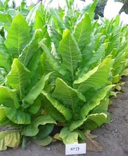 1000 KY 17 Tobacco Seeds ~ Nicotiana Tabacum ~ HEAVY Producing Burley ! picture
