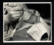 1988 Aviary At Cauley Square Miami FL Baby African Gray Parrot Feed Press Photo picture
