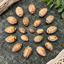 LOT OF 20 - CYPRAEA MAURITA ARABICA COWRIE SEASHELL  70mm to 40mm Mixed Sizes picture