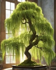 Hey Dina Willow Bonsai Tree - Fast Growing, Indoor/Outdoor picture