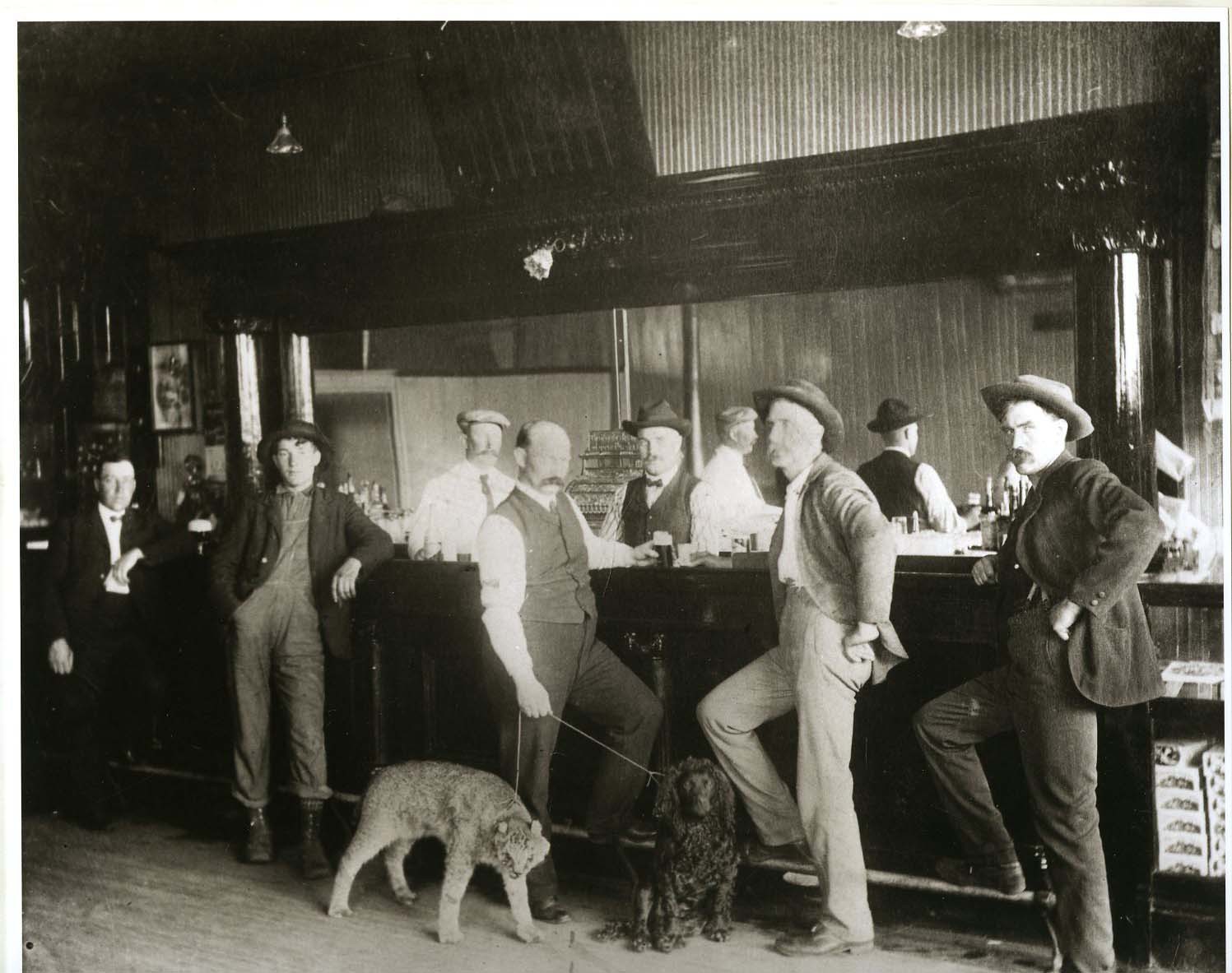 Old Time Saloon Beer Drinking Bobcat and Poodle In Bar Vintage Saloon Wildcat