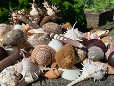 Huge Lot of Beautiful Seashells 5+ LBS Sea Shells Best Price! Free Ship!  picture
