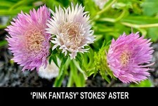 2/ ‘Color Wheel’ STOKES’ ASTER  Bare Root Perennial Exp. USA Grower 📫FREE SH. picture
