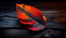Digital image picture photo wallpaper background desktop art AI picture