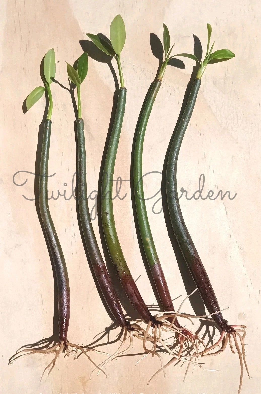 5 Mangroves Live Plant- Red Mangrove Seeds - Aquarium Saltwater Freshwater Tank 5 Mangroves Live Plant- Red Mangrove Seeds - Aquarium Saltwater Freshwater Tank