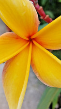 2- PLUMERIA FRANGIPANI 10-14"  "BLAZING SUN HAWAII" TWO CUTTINGS   FREE SHIPPING picture