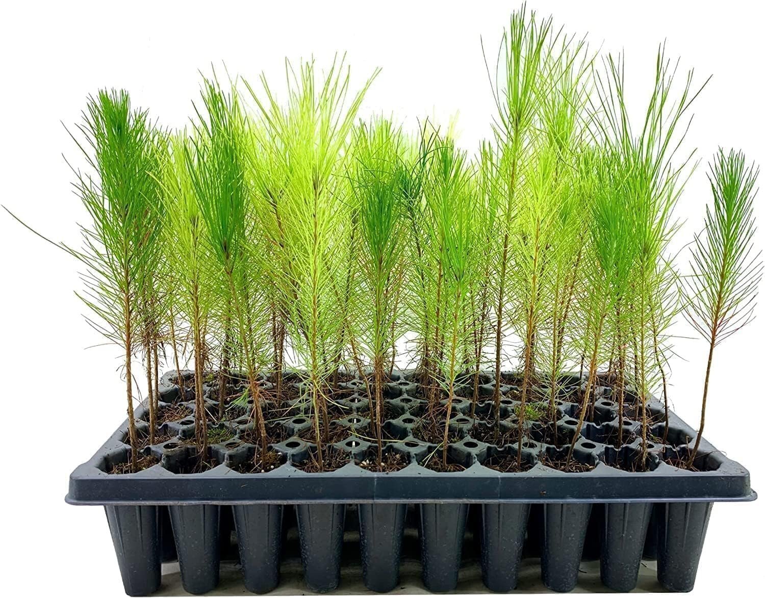 Loblolly Pine Tree Plants | Live Seedlings | Pinus Taeda | Fast-Growing Trees