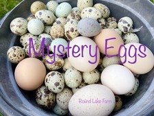 20+ Hatching Egg Mystery Set - Different Kinds/Types/Species of Birds Included picture