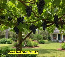 Muscadine Grape Plant Vine Tree Live Southern Home Edible 2 Gal Pot 3-4 Ft picture
