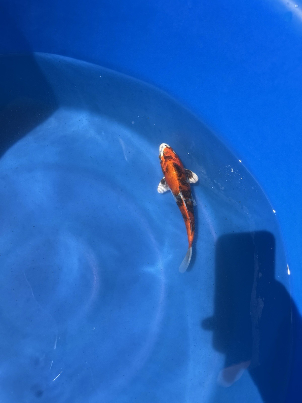 Live Koi Pond Fish kanno koi farm kin Showa , Peaceful Cold Water Beginner