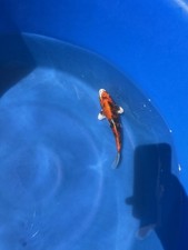 Live Koi Pond Fish kanno koi farm kin Showa , Peaceful Cold Water Beginner picture