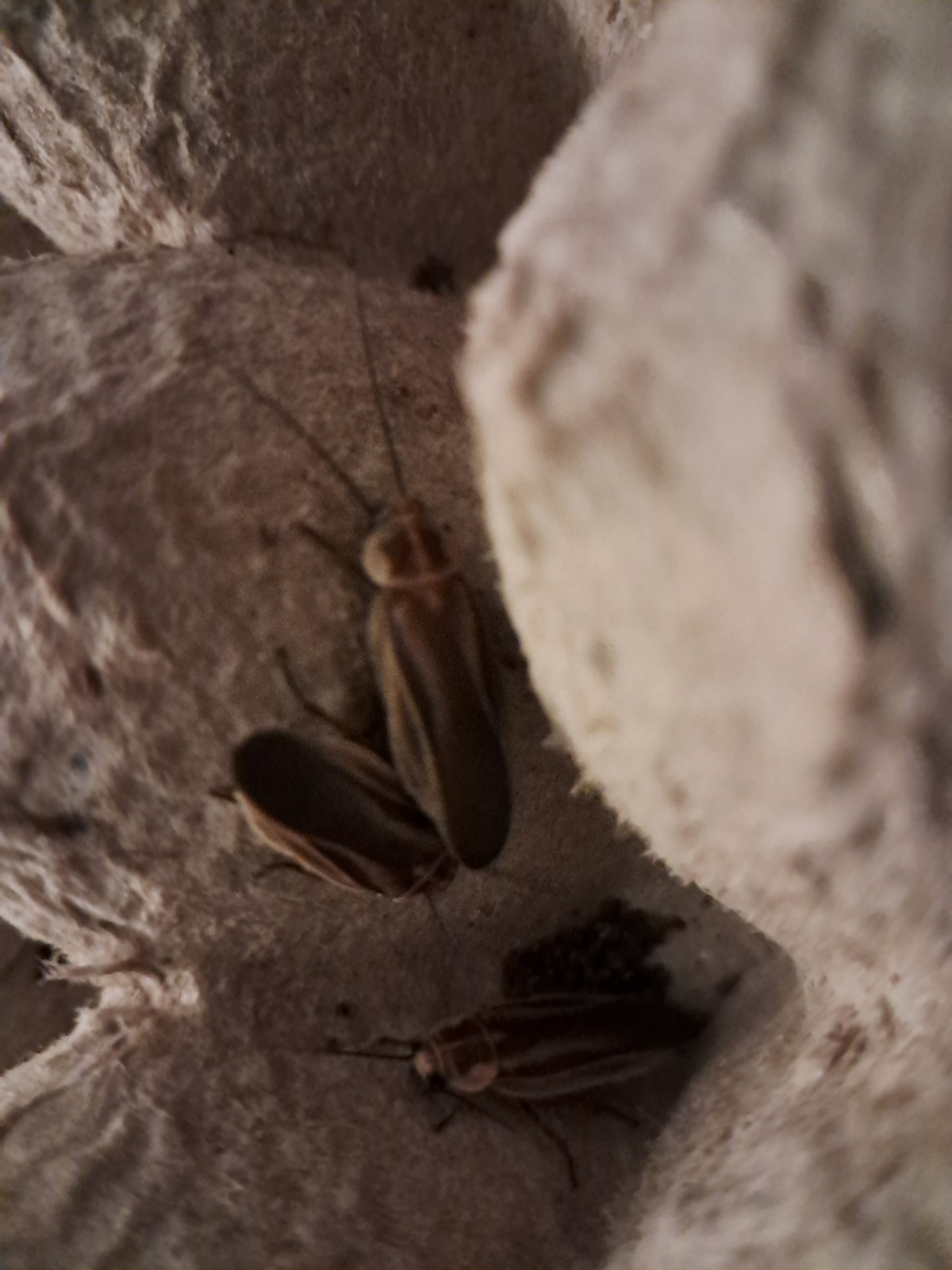 Firefly Mimic Roach Starter Culture 10 Ct Firefly Mimic Roach Starter Culture 10 Ct