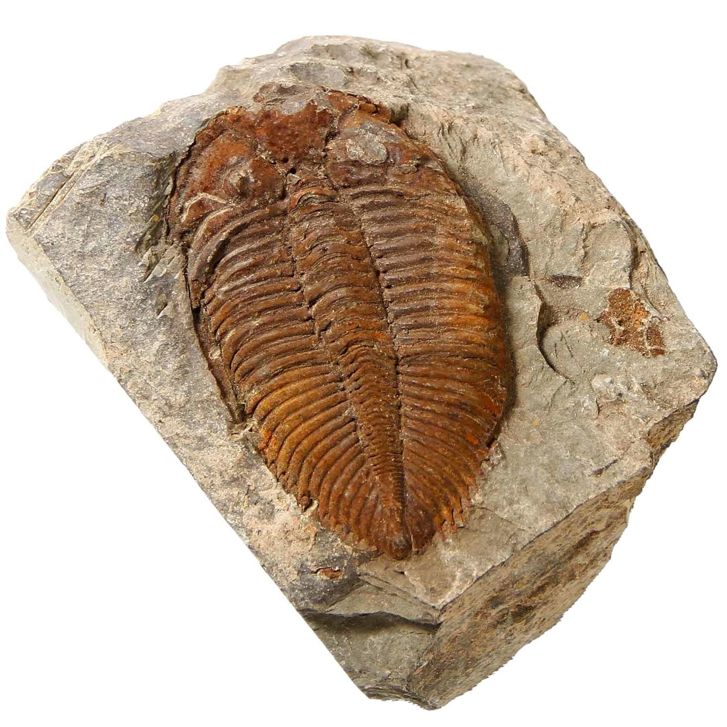 Trilobite Fossil Real Fossils Come from Western Hunan of China for Collections a Trilobite Fossil Real Fossils Come from Western Hunan of China for Collections a