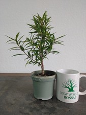 Bonsai Tree, Willow Leaf Ficus, Great Beginner Bonsai, Indoor, Tropical Species, picture
