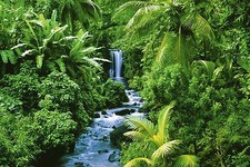 RAINFOREST - SCENIC POSTER 24x36 - NATURE 1400 picture