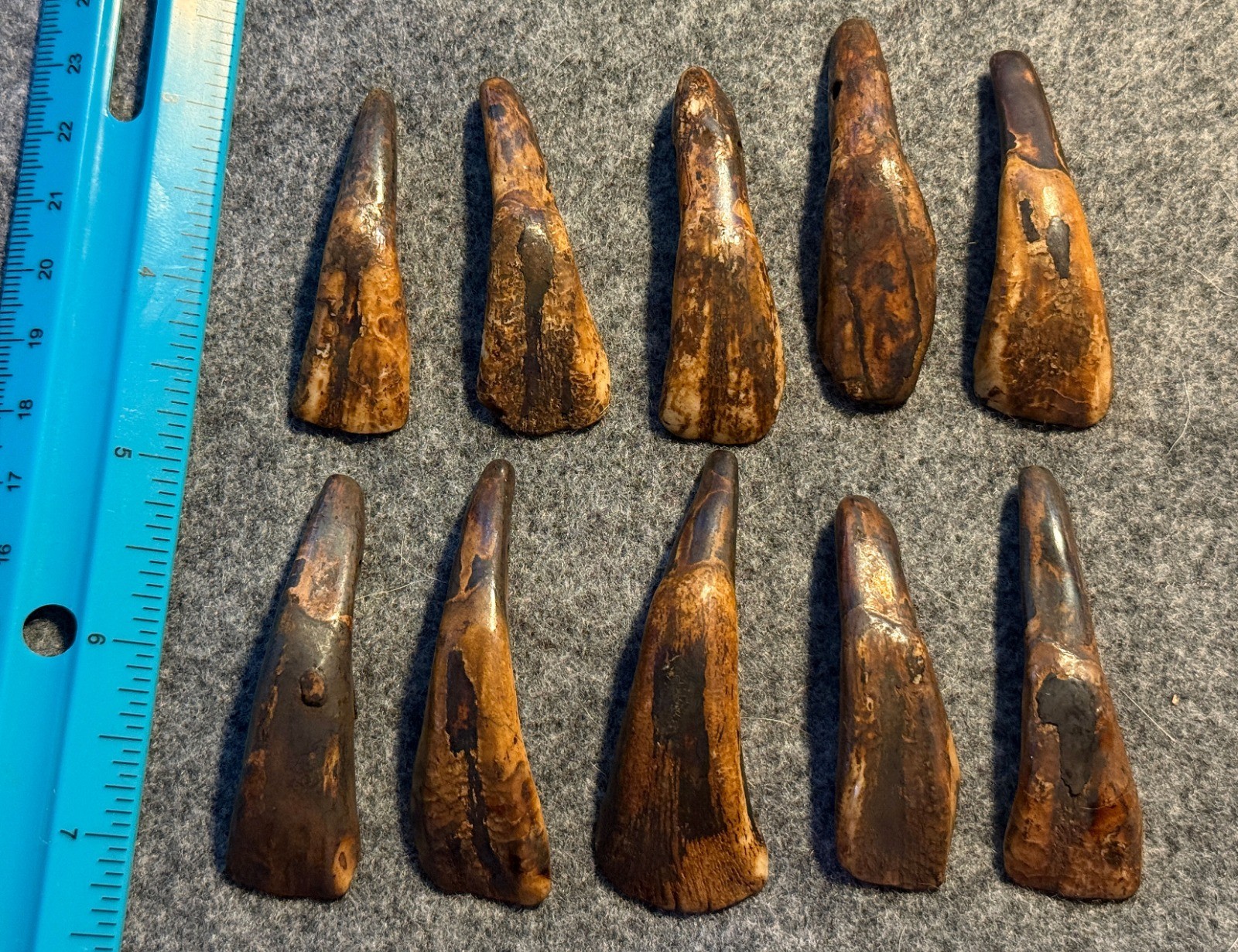 10 Original 1800's Drilled Buffalo Teeth Native American Indian Sioux 10 Original 1800's Drilled Buffalo Teeth Native American Indian Sioux