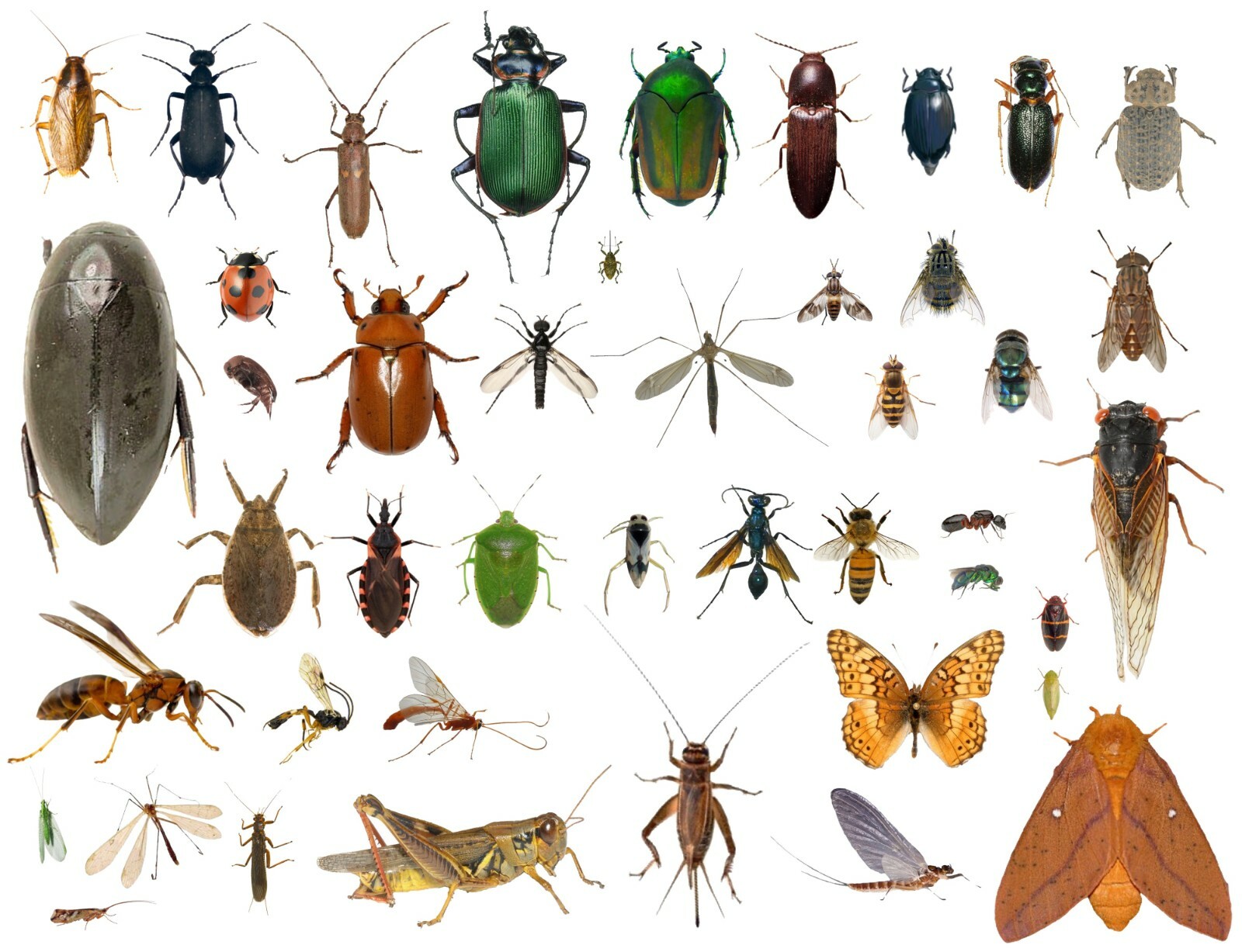 35+ Dead Bugs Entomology Class Insect Bug Collection IDENTIFIED USA In Alcohol 35+ Dead Bugs Entomology Class Insect Bug Collection IDENTIFIED USA In Alcohol