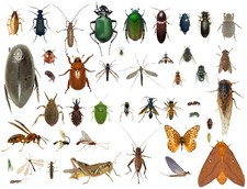 35+ Dead Bugs Entomology Class Insect Bug Collection IDENTIFIED! USA In Alcohol picture
