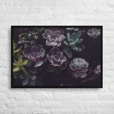 Succulents at Allan Gardens, Toronto, Canada 36x24-Framed Canvas Print picture