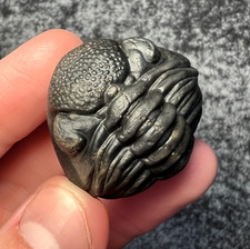 Pedinopariops Trilobite Fossil – Fine Detail ✅ picture