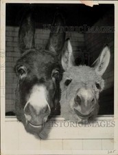 1962 Press Photo Two donkeys at the Whipsnade Zoo in England - lra23758 picture