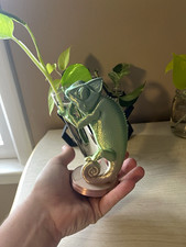 Chameleon propagation station picture